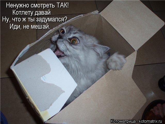 Котоматрица: Ненужно смотреть ТАК! Котлету давай Ну, что ж ты задумался? Иди, не мешай.
