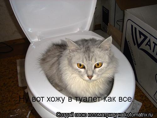 Ну вот хожу в туалет как все.... Котоматрица: Ну вот хожу в туалет как все.