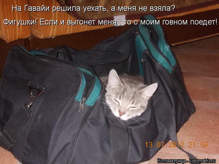 На Гавайи решила уехать, а меня не взяла? Фигушки! Если и выгонет меня , то с моим говном поедет!... Котоматрица: На Гавайи решила уехать, а меня не взяла? Фигушки! Если и выгонет меня , то с моим говном поедет!