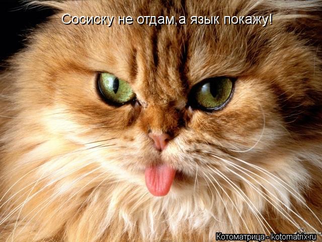Сосиску не отдам,а язык покажу!... Котоматрица: Сосиску не отдам,а язык покажу!