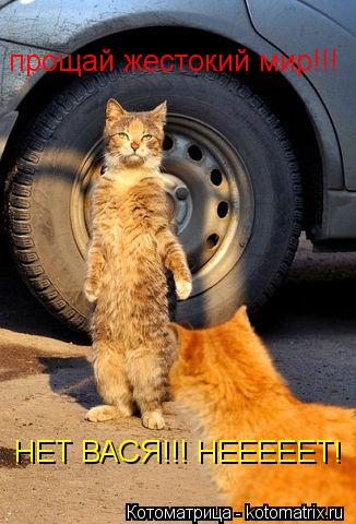 прощай жестокий мир!!! НЕТ ВАСЯ!!! НЕЕЕЕЕТ!... Котоматрица: прощай жестокий мир!!! НЕТ ВАСЯ!!! НЕЕЕЕЕТ!