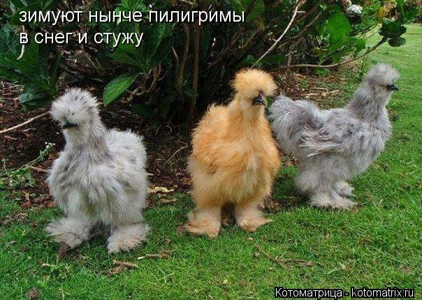 зимуют нынче пилигримы в снег и стужу... Котоматрица: зимуют нынче пилигримы в снег и стужу