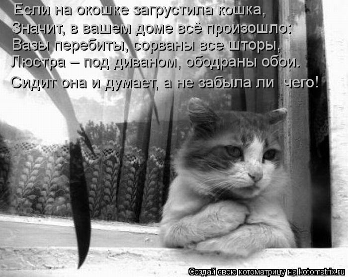 Если на окошке загрустила кошка, Значит, в вашем доме всё произошло: Вазы перебиты, сорваны все шторы... Котоматрица: Если на окошке загрустила кошка, Значит, в вашем доме всё произошло: Вазы перебиты, сорваны все шторы, Люстра – под диваном, ободраны обои. С