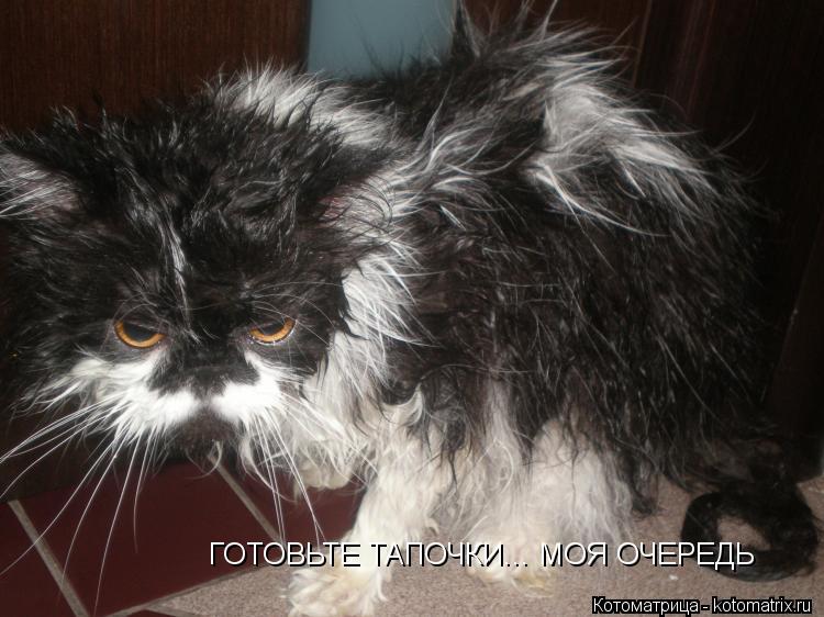 ГОТОВЬТЕ ТАПОЧКИ... МОЯ ОЧЕРЕДЬ... Котоматрица: ГОТОВЬТЕ ТАПОЧКИ... МОЯ ОЧЕРЕДЬ