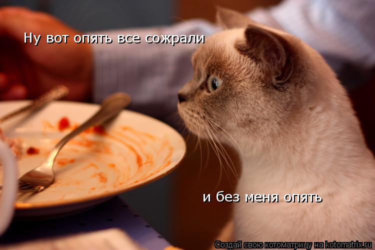 Ну вот опять все сожрали и без меня опять... Котоматрица: Ну вот опять все сожрали и без меня опять