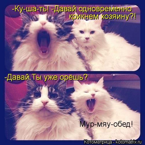 -Ку-ша-ть! -Давай одновременно -Давай.Ты уже орёшь? крикнем хозяину?! Мур-мяу-обед!... Котоматрица: -Ку-ша-ть! -Давай одновременно -Давай.Ты уже орёшь? крикнем хозяину?! Мур-мяу-обед!