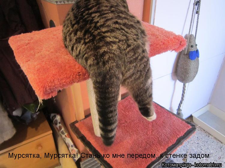 Котоматрица: Мурсятка, Мурсятка! Стань ко мне передом, к стенке задом