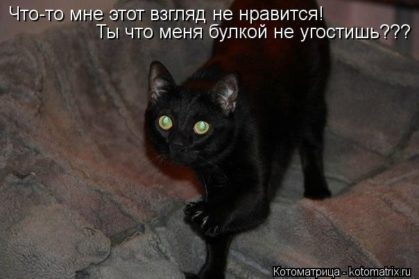 Что-то мне этот взгляд не нравится! Ты что меня булкой не угостишь???... Котоматрица: Что-то мне этот взгляд не нравится! Ты что меня булкой не угостишь???