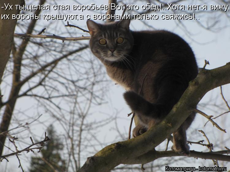 -Ух ты,целая стая воробьёв!Вот это обед!..Хотя нет-я вижу, их вороны крышуют,а с воронами только свяж... Котоматрица: -Ух ты,целая стая воробьёв!Вот это обед!..Хотя нет-я вижу, их вороны крышуют,а с воронами только свяжись!..