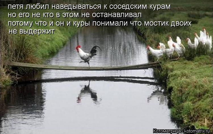 петя любил наведываться к соседским курам но его не кто в этом не останавливал потому что и он и куры... Котоматрица: петя любил наведываться к соседским курам но его не кто в этом не останавливал потому что и он и куры понимали что мостик двоих не выдержит