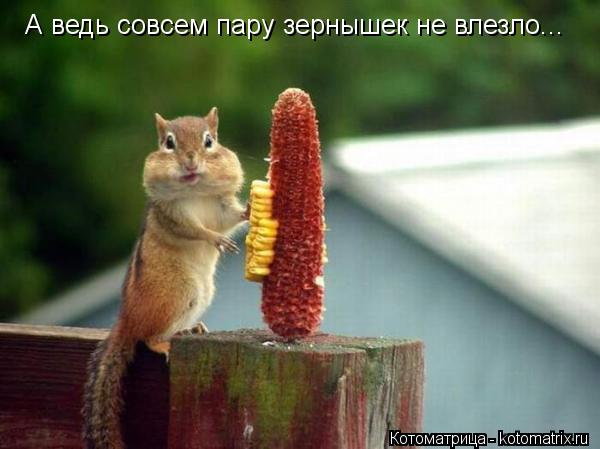 А ведь совсем пару зернышек не влезло...... Котоматрица: А ведь совсем пару зернышек не влезло...