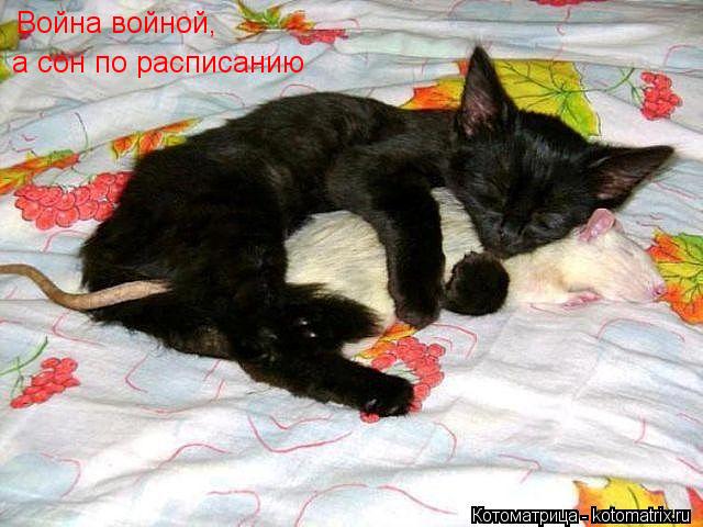 Война войной, а сон по расписанию... Котоматрица: Война войной, а сон по расписанию