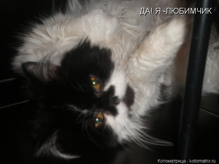 Котоматрица: ДА! Я -ЛЮБИМЧИК