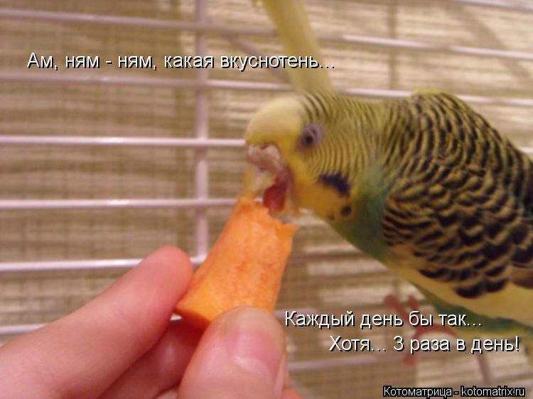 Ам, ням - ням, какая вкуснотень... Каждый день бы так... Хотя... 3 раза в день!... Котоматрица: Ам, ням - ням, какая вкуснотень... Каждый день бы так... Хотя... 3 раза в день!