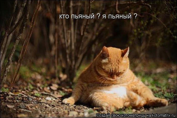 кто пьяный ? я пьяный ?... Котоматрица: кто пьяный ? я пьяный ?