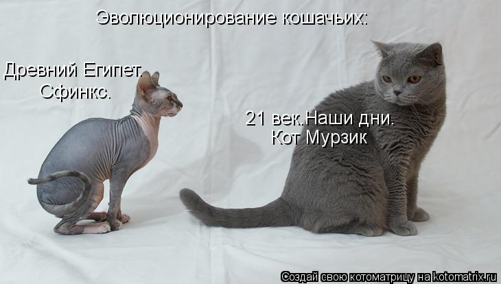Эволюционирование кошачьих: Древний Египет. Сфинкс. Кот Мурзик 21 век.Наши дни.... Котоматрица: Эволюционирование кошачьих: Древний Египет. Сфинкс. Кот Мурзик 21 век.Наши дни.