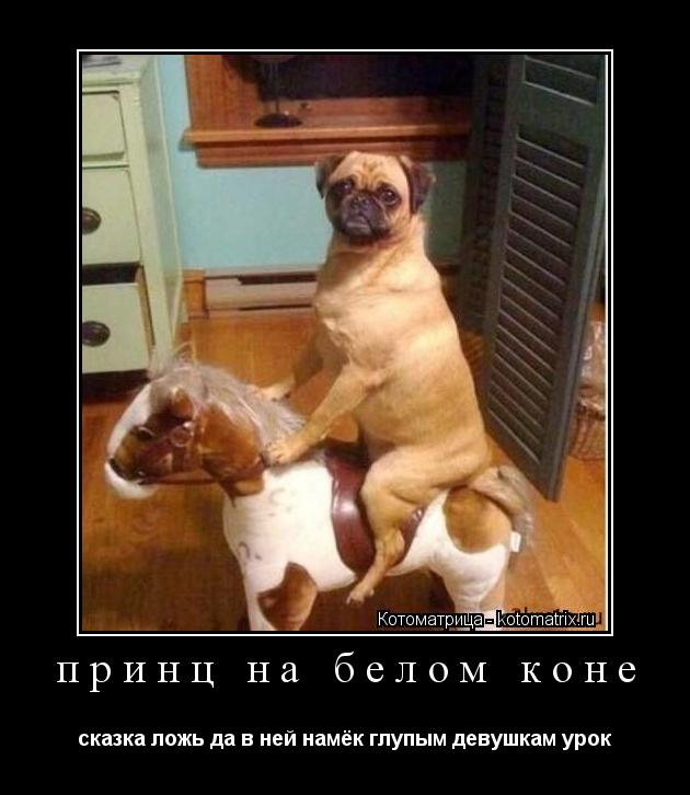 принц на белом коне сказка ложь да в ней намёк глупым девушкам урок... Котоматрица: принц на белом коне сказка ложь да в ней намёк глупым девушкам урок