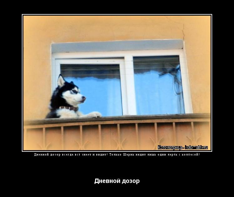 Дневной дозор всегда всё знает и видит! Только Шарик видит лишь один ларёк с колбасой! Дневной дозор... Котоматрица: Дневной дозор всегда всё знает и видит! Только Шарик видит лишь один ларёк с колбасой! Дневной дозор