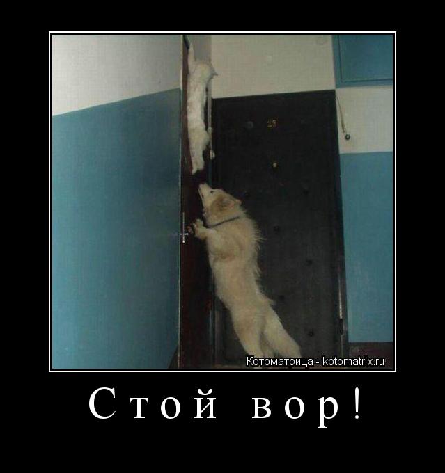 Стой вор! ... Котоматрица: Стой вор!