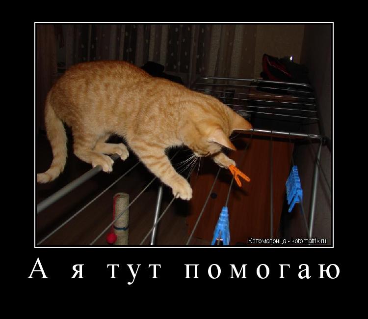 А я тут помогаю ... Котоматрица: А я тут помогаю