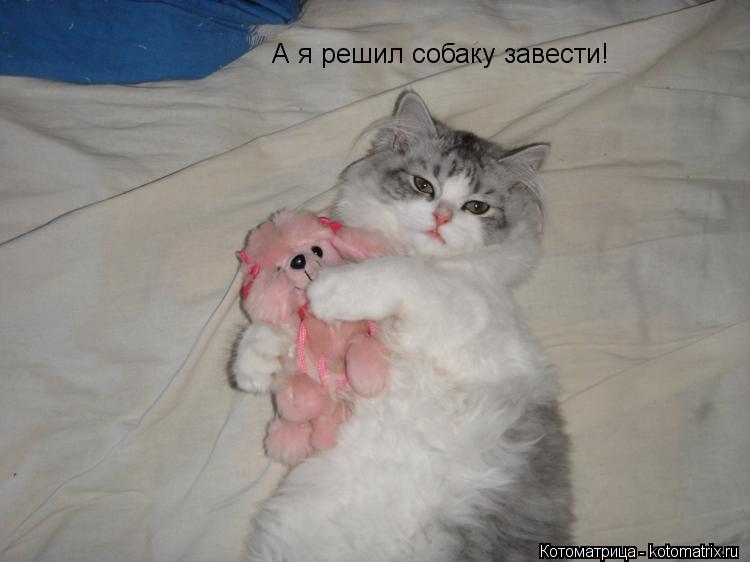 Котоматрица: А я решил собаку завести!