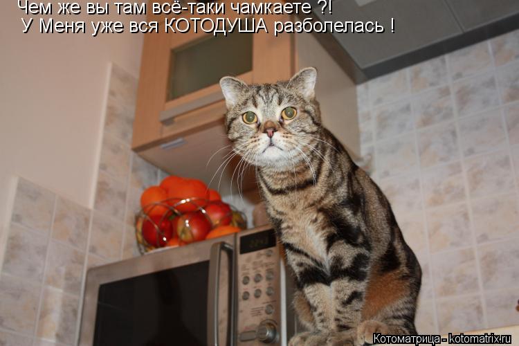 Чем же вы там всё-таки чамкаете ?! У Меня уже вся КОТОДУША разболелась !... Котоматрица: Чем же вы там всё-таки чамкаете ?! У Меня уже вся КОТОДУША разболелась !