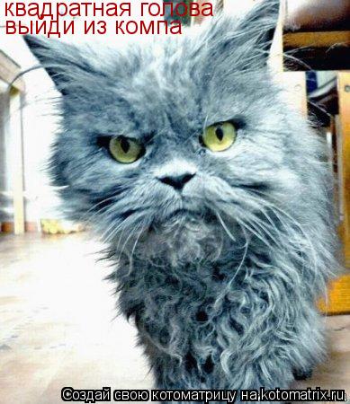 Котоматрица: квадратная голова выйди из компа