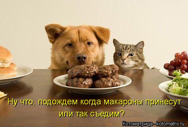 Котоматрица: Ну что, подождем когда макароны принесут или так съедим?
