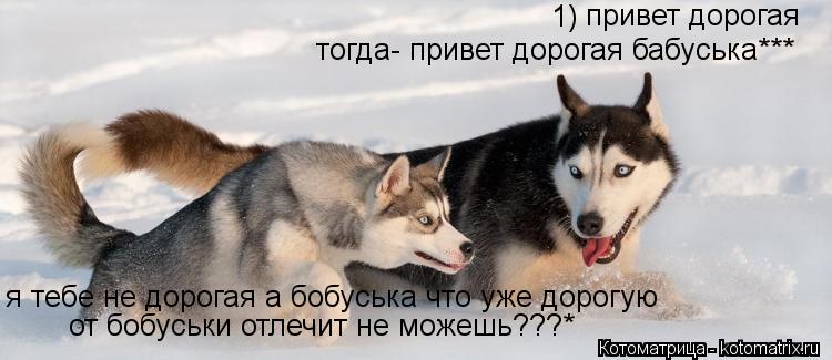 Котоматрица: привет дорогая я тебе не дорогая а бобуська что уже дорогую от бобуськи отлечит не можешь???* тогда- привет дорогая бабуська*** 1)