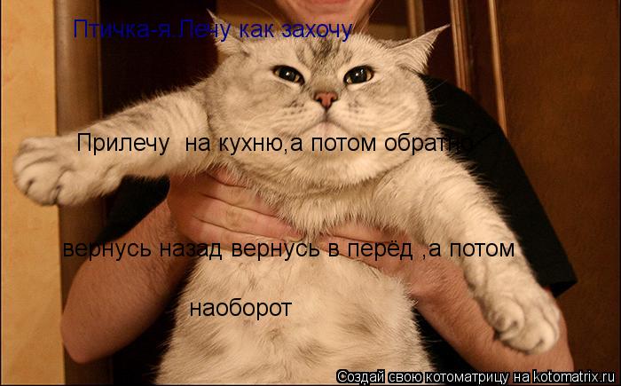 Котоматрица: Птичка-я.Лечу как захочу Прилечу  на кухню,а потом обратно вернусь назад вернусь в перёд ,а потом наоборот