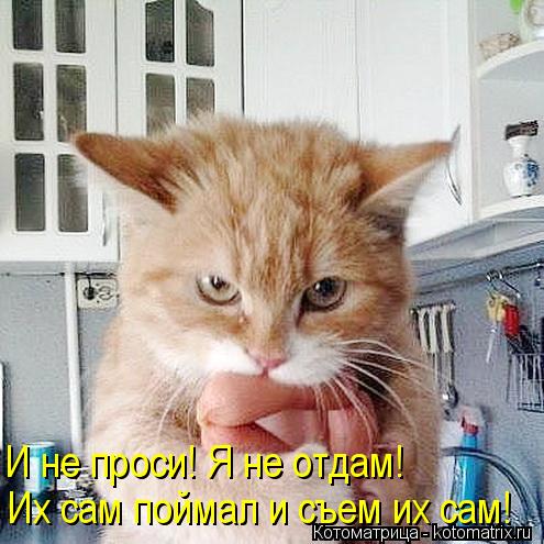 Котоматрица: Их сам поймал и съем их сам! И не проси! Я не отдам!