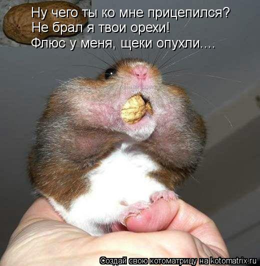 Котоматрица: Ну чего ты ко мне прицепился? Не брал я твои орехи!  Флюс у меня, щеки опухли....