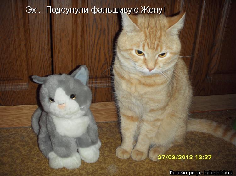Эх... Подсунули фальшивую Жену!... Котоматрица: Эх... Подсунули фальшивую Жену!