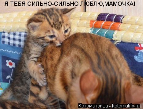 Котоматрица: Я ТЕБЯ СИЛЬНО-СИЛЬНО ЛЮБЛЮ,МАМОЧКА!