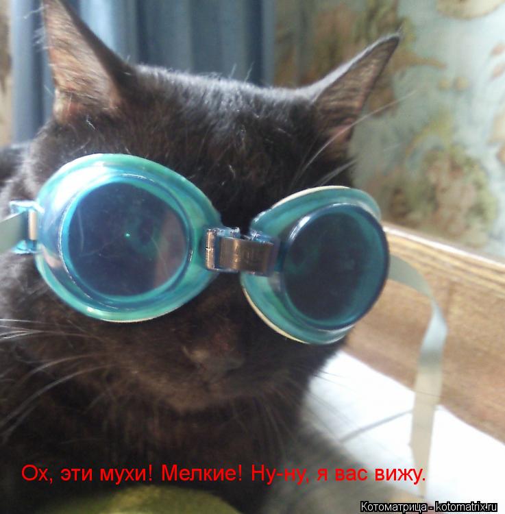 Ох, эти мухи! Мелкие! Ну-ну, я вас вижу.... Котоматрица: Ох, эти мухи! Мелкие! Ну-ну, я вас вижу.