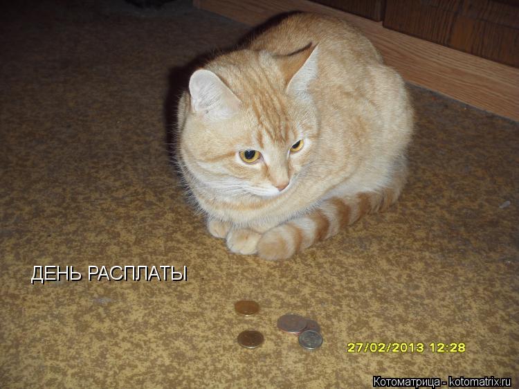 ДЕНЬ РАСПЛАТЫ... Котоматрица: ДЕНЬ РАСПЛАТЫ