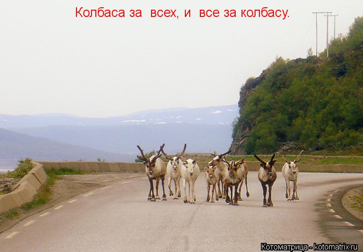 Котоматрица: Колбаса за  всех, и  все за колбасу.