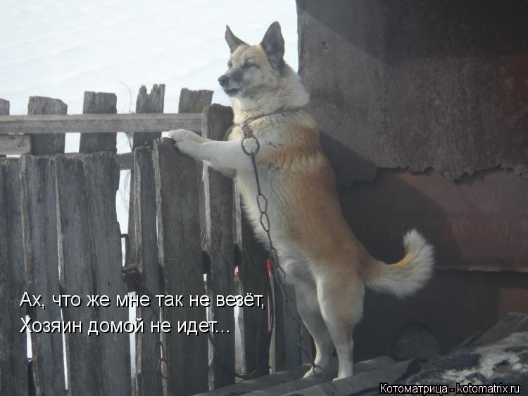 Ах, что же мне так не везёт, Хозяин домой не идет...... Котоматрица: Ах, что же мне так не везёт, Хозяин домой не идет...