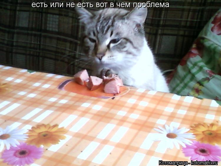 Котоматрица: есть или не есть вот в чем проблема