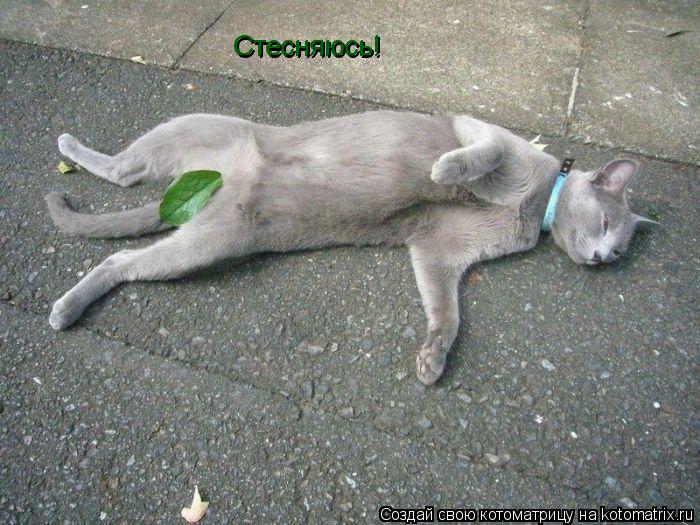 Котоматрица: Стесняюсь! Стесняюсь!