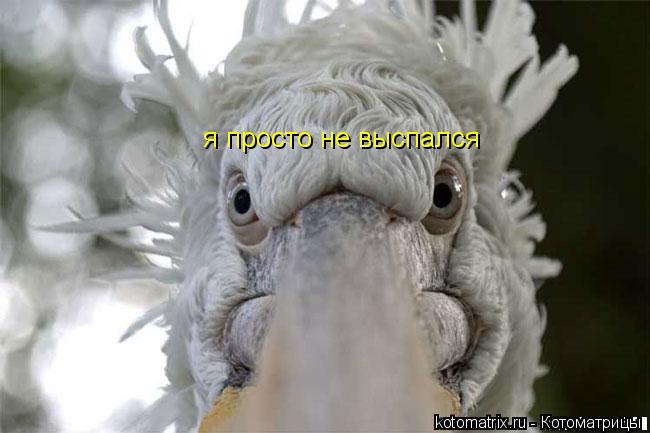 я просто не выспался... Котоматрица: я просто не выспался