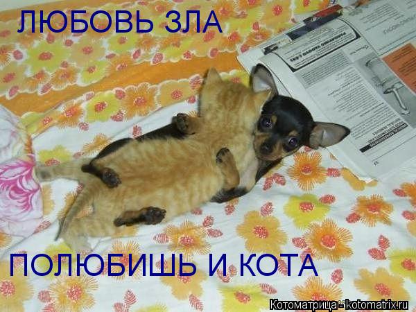 ЛЮБОВЬ ЗЛА ЛЮБОВЬ ЗЛА ПОЛЮБИШЬ И КОТА ПОЛЮБИШЬ И КОТА... Котоматрица: ЛЮБОВЬ ЗЛА ЛЮБОВЬ ЗЛА ПОЛЮБИШЬ И КОТА ПОЛЮБИШЬ И КОТА
