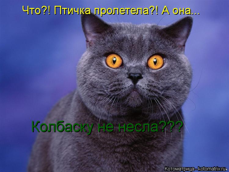 Что?! Птичка пролетела?! А она... Колбаску не несла???... Котоматрица: Что?! Птичка пролетела?! А она... Колбаску не несла???