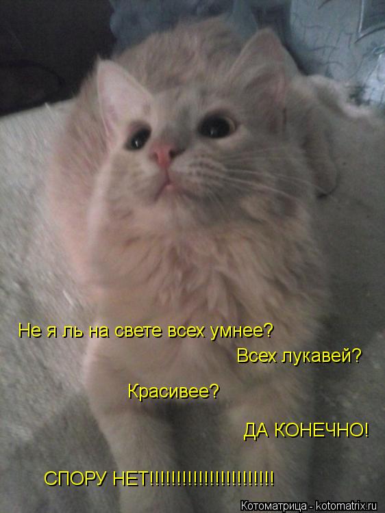 Всех лукавей? Красивее? ДА КОНЕЧНО! СПОРУ НЕТ!!!!!!!!!!!!!!!!!!!!!!! Не я ль на свете всех умнее?... Котоматрица: Всех лукавей? Красивее? ДА КОНЕЧНО! СПОРУ НЕТ!!!!!!!!!!!!!!!!!!!!!!! Не я ль на свете всех умнее?