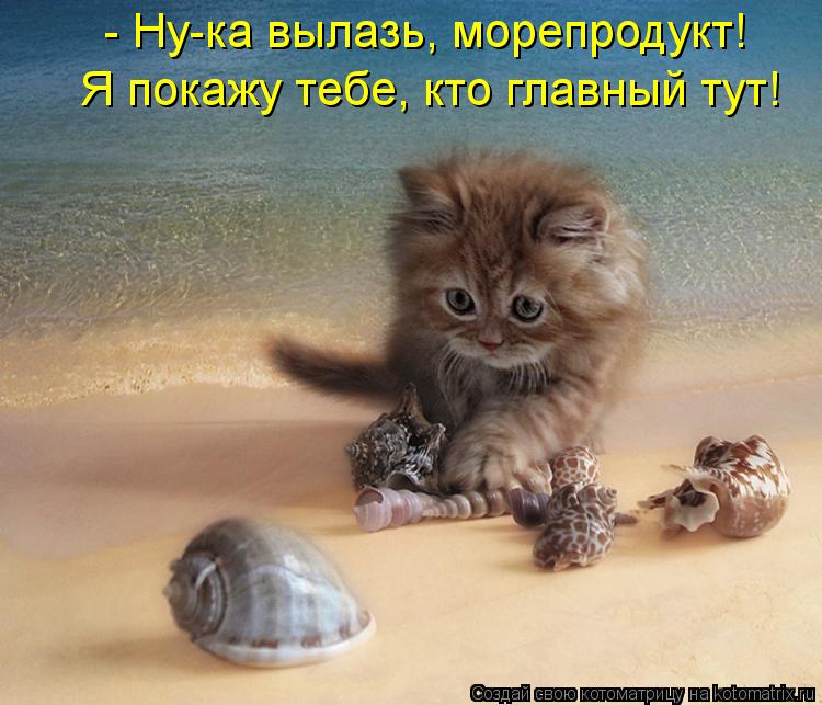 Котоматрица: - Ну-ка вылазь, морепродукт!  Я покажу тебе, кто главный тут!