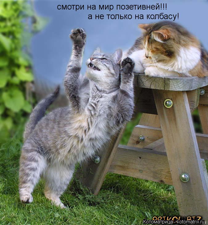 Котоматрица: смотри на мир позетивней!!! а не только на колбасу!