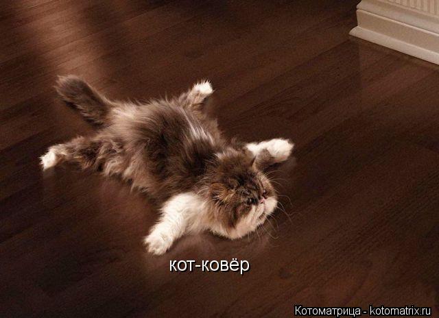 Котоматрица: кот-ковёр