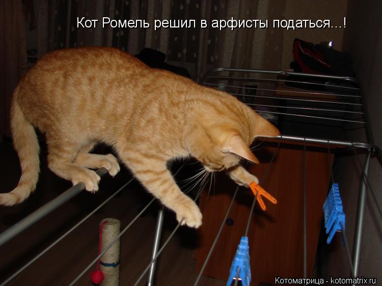 Кот Ромель решил в арфисты податься...!... Котоматрица: Кот Ромель решил в арфисты податься...!