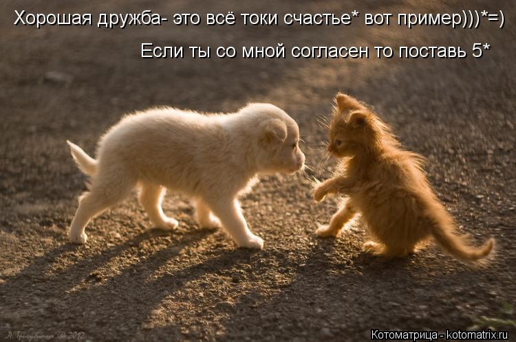 Котоматрица: Хорошая дружба- это всё токи счастье* вот пример)))*=) Если ты со мной согласен то поставь 5*