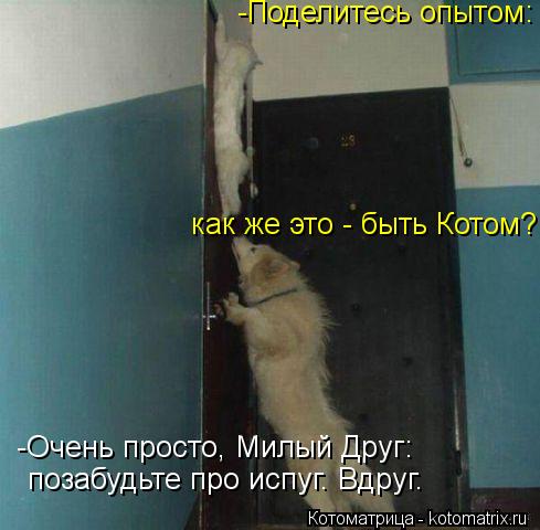 -Поделитесь опытом: как же это - быть Котом? -Очень просто, Милый Друг: позабудьте про испуг. Вдруг.... Котоматрица: -Поделитесь опытом: как же это - быть Котом? -Очень просто, Милый Друг: позабудьте про испуг. Вдруг.